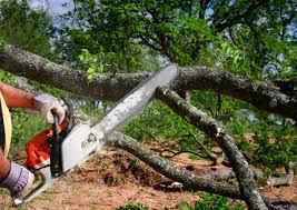 How Our Tree Care Process Works  in  Gouldtown, NJ